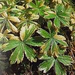 Astrantia major 形態
