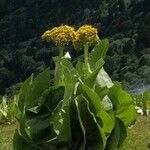 Ligularia cymbulifera Hoja