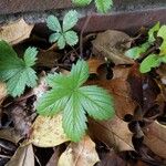 Potentilla simplex Leaf