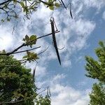 Catalpa speciosa Φρούτο