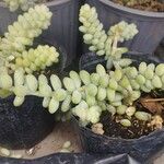 Sedum burrito Feuille