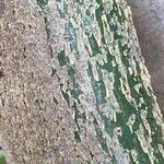 Commiphora pyracanthoides Bark