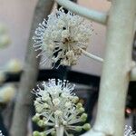 Fatsia japonica 花