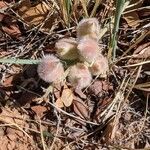 Astragalus mollissimus Плід