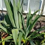 Beschorneria yuccoides 整株植物