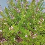 Syringa persica Συνήθη χαρακτηριστικά