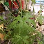 Pelargonium graveolens Folha