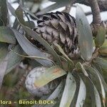 Leucadendron argenteum 其他