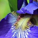 Iris sibirica Õis
