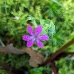 Dianthus armeriaFleur