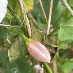 Convolvulus arvensis Celota