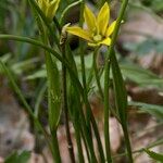 Gagea spathacea ᱮᱴᱟᱜ