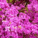 Rhododendron wadanum Blüte