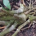 Justicia aurea Corteza