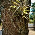 Tillandsia pohliana 葉