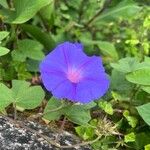 Ipomoea purpureaFleur