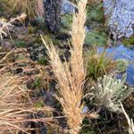 Cortaderia pungens Flower