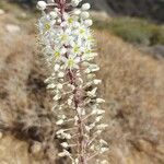 Drimia numidica Flower