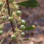 Boscia mossambicensis Fruto