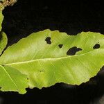 Curatella americana Fuelha