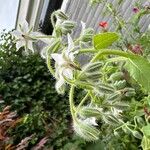 Borago officinalisFlower