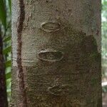 Protium demerarense 樹皮
