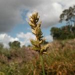 Carex pseudobrizoides Flower