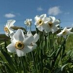 Narcissus poeticus Flower