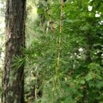 Larix occidentalis Leaf