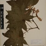 Acer campbellii Kita
