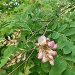 Robinia viscosa花