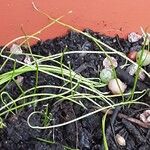 Allium fistulosum Leaf