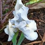 Iris albicans Flor