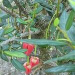 Crinodendron hookerianum Blatt