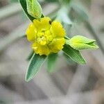 Euphorbia osyridea Кветка