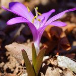 Colchicum bulbocodium Tervik taim