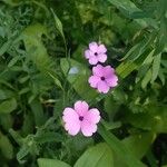 Eudianthe coeli-rosa Flower