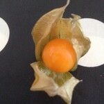 Physalis peruviana Vaisius