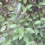 Vitex trifolia List