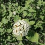 Viburnum lantana Цвят