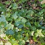 Hedera hibernica Levél