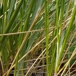 Calamagrostis breviligulata Leaf