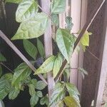 Thunbergia erecta Bloem