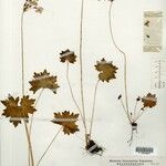 Primula geraniifolia