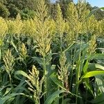 Sorghum bicolor Цветок