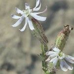Silene nicaeensis 花