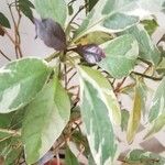 Pseuderanthemum carruthersii Deilen