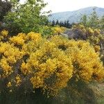 Cytisus oromediterraneus Habitus