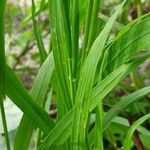 Bromus inermis Φύλλο