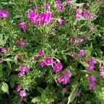 Epilobium hirsutumFleur